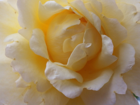 YellowRose_4870