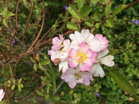 possible_pemberton_rose_8116