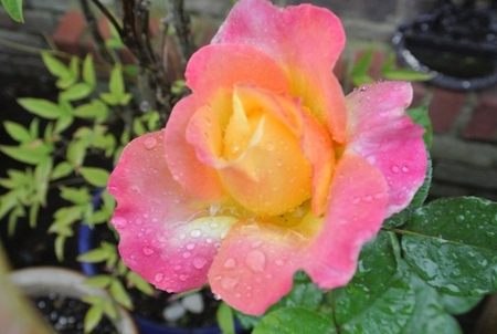DSC_0468_(800x536)_1175
