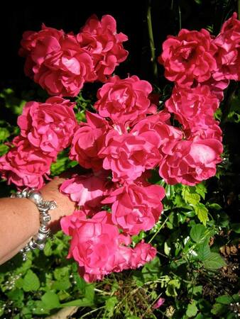 gardenrose_1454