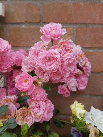 regs_flowers_2518