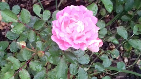 RoseIanSammy2017_1353