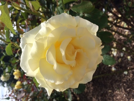 annie_thomas_3585