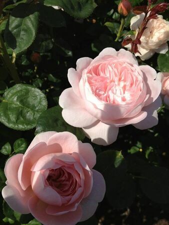 pink_rose_1314