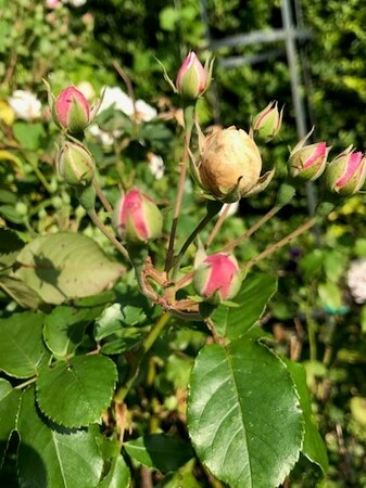 Purbrick4