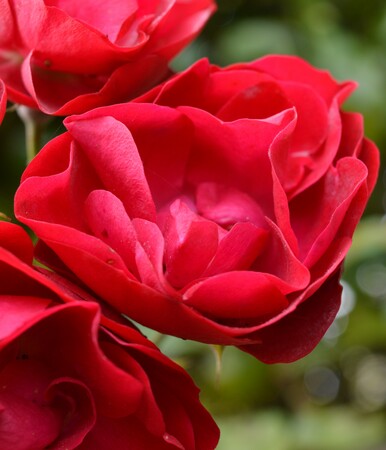 Stephen Thornton Rose A (4)