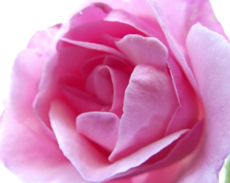 rose_6510