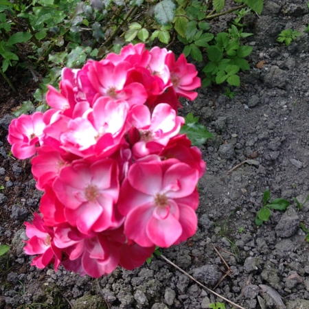 anns_ipad_2014_to_2015_363_1148