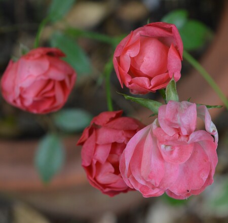 Stephen Thornton Rose C - miniature lady pirrie