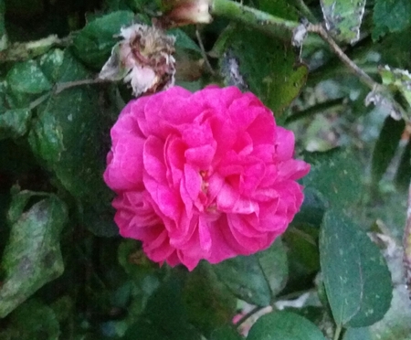 Janet French