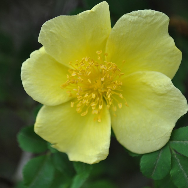 Canary_Bird_Rose_0940_square