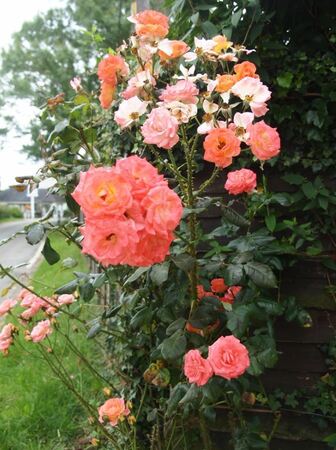 rose_1762
