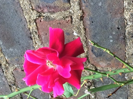 pemberton_rose_2_1930