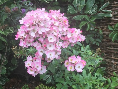janet_drake_2_5187