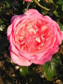 Delbard_Rose_La_Rose_de_Molinard_1_4155
