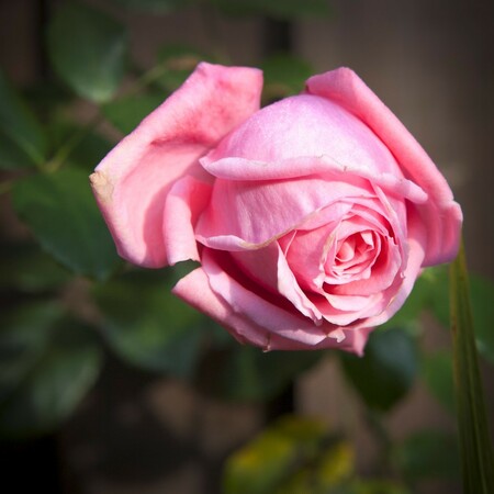 IMG_0517a_(Large)_2042
