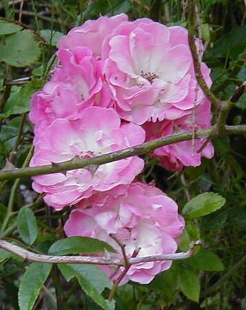 Stephen Thornton Rose B (1)