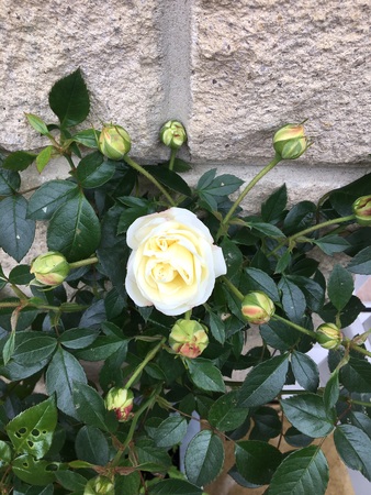 jayne pickard in bloom