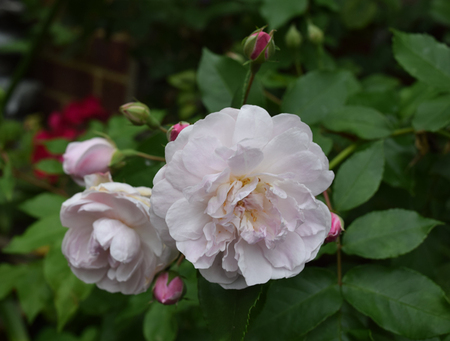 DSC_0004A_6979